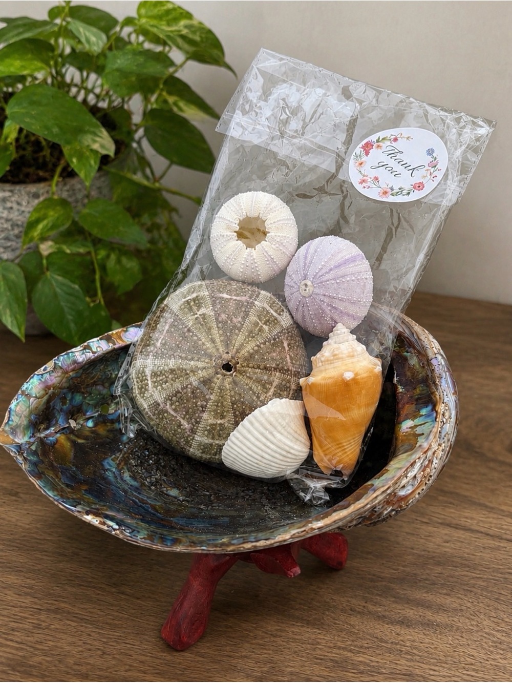 Coastal Shell & Sea Urchin Set | Iridescent Abalone Kit